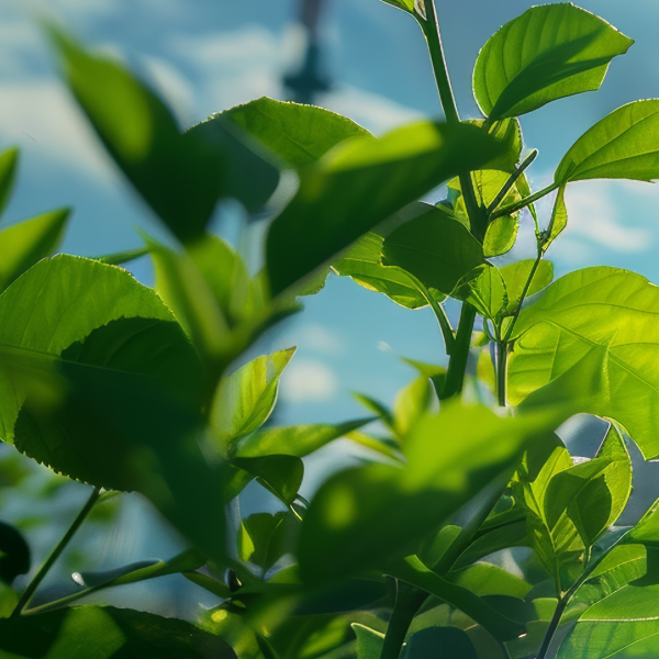 Reducir notablemente las emisiones de gases de efecto invernadero